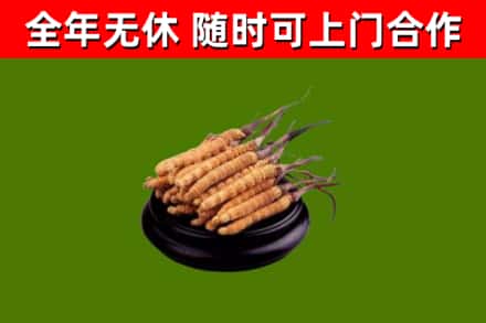 渑池烟酒回收冬虫夏草.jpg